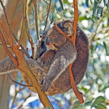 Koala på Kangaroo Island - South Australia
