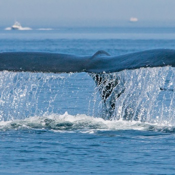 Tadoussac - Whale watching i Canada