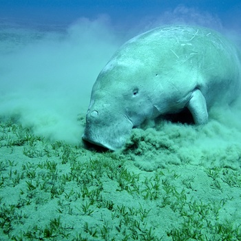 Dudong - et havpattedyr eller søko der er i familie med manatee