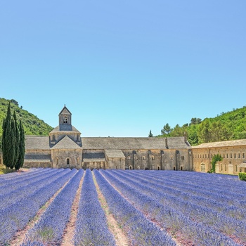 Lilla lavendelmarker i Provence, Frankrig