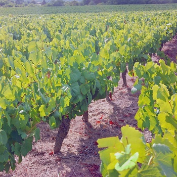 Vinmark i Loire-dalen nær byen Nantes, Frankrig
