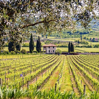 VInmark ved Gardasøen i Italien