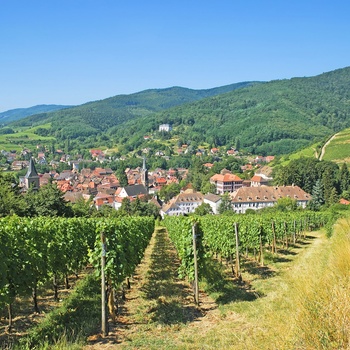 Vinmarker og byen Ribeauvillé i Alsace