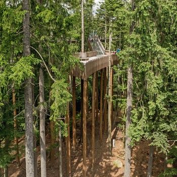 Træbro og platform i en skov i Sydtyskland