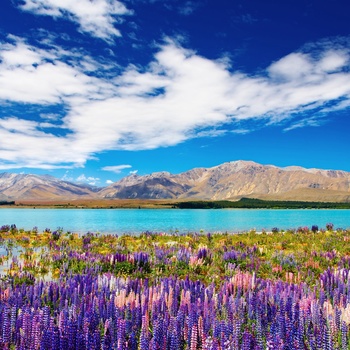 Oplev mangfoldig natur på rundrejse i New Zealand