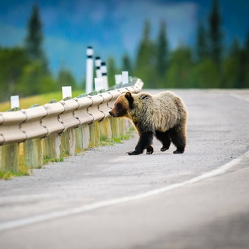 Grizzly bjørn, Canada