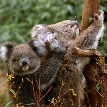 Koalaer i Australien