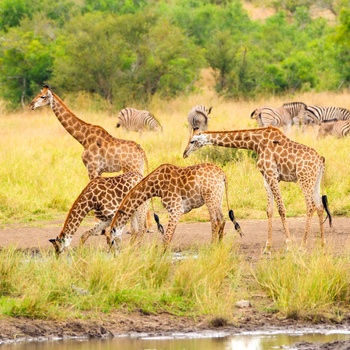 Giraffer i Kruger nationalpark i Sydafrika