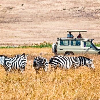 Safari i kruger nationalpark i Sydafrika