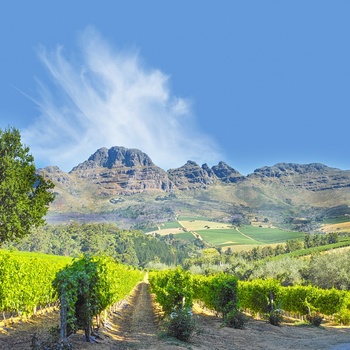 Smuk natur nær Stellenbosch i Sydafrika