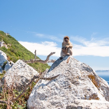 Berberabe sidder majestætisk på Gilbraltar-klippen