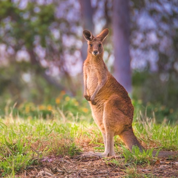 Rød kænguru i Australien 