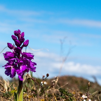 Eksotiske blomster på Stora Alvar naturområde, Øland, Sverige