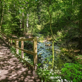 Reelig Glen i Skotland nær Inverness