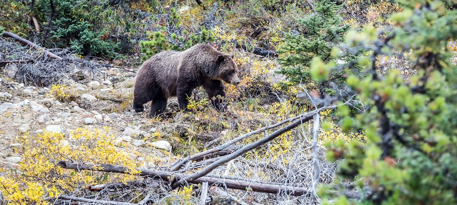 Det vilde dyreliv i Jasper National Park