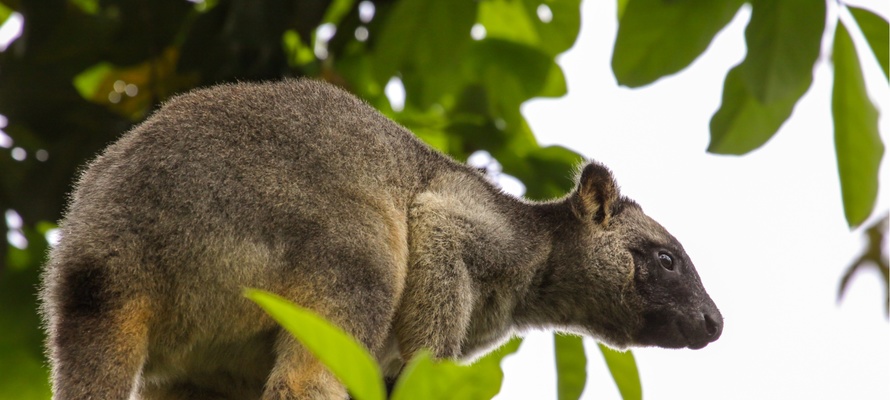 Den sjældne trækænguru i Atherton Tablelands, Queensland
