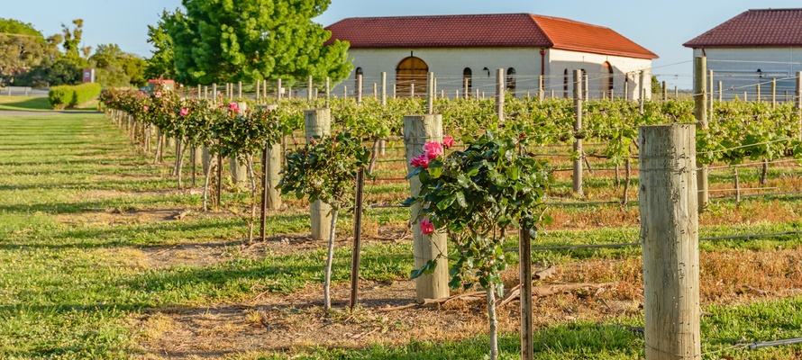 Vingård i vindistriktet Coonawarra, South Australia