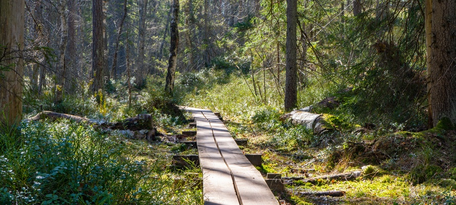 Skovsti i Store Mosse Nationalpark, Sydsverige