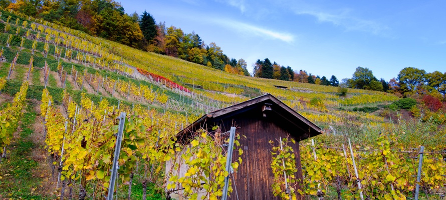 Vinmarker nær Glottertal i efterårsfarver, Sydtyskland