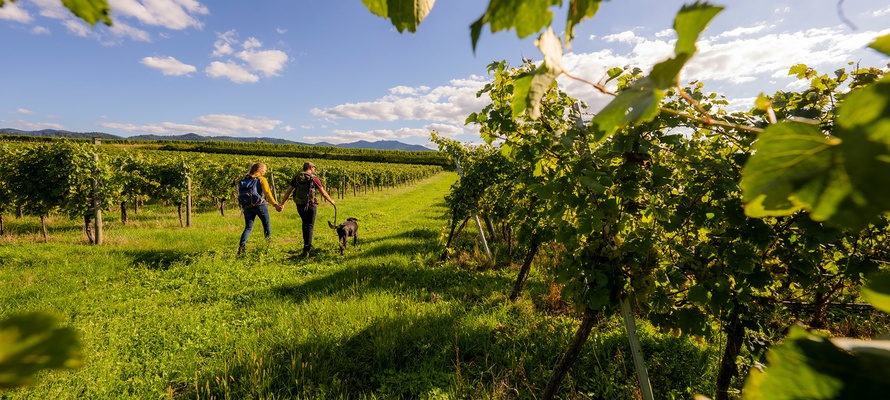 Vinvandring ved Badische Weinstrasse - © Schwarzwald Tourismus