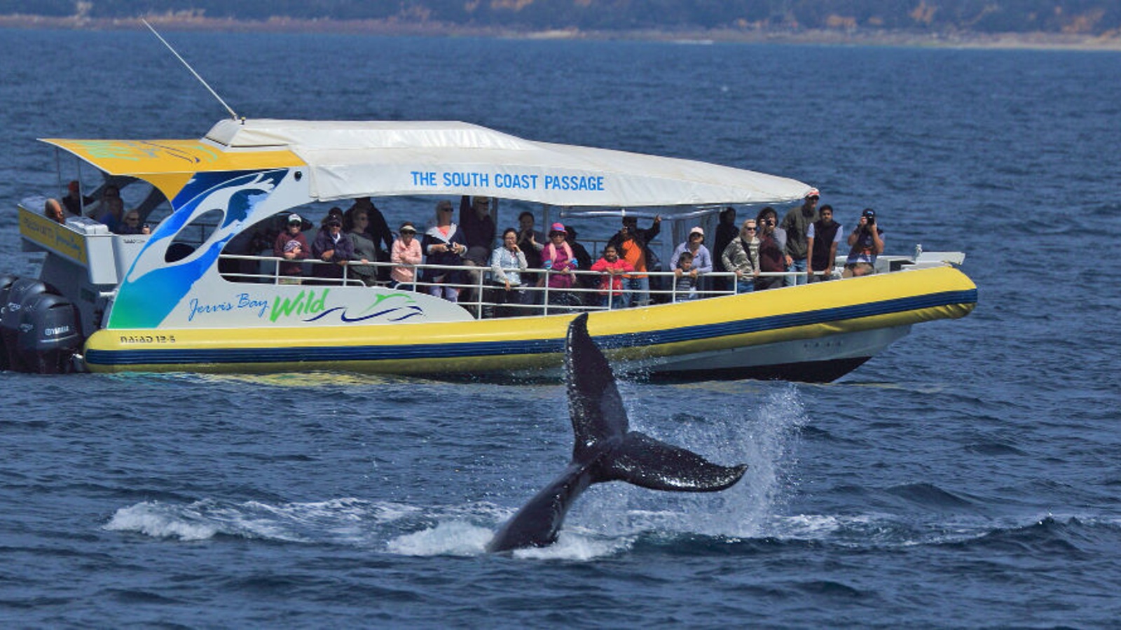 Jervis Bay Wild Eco Cruise