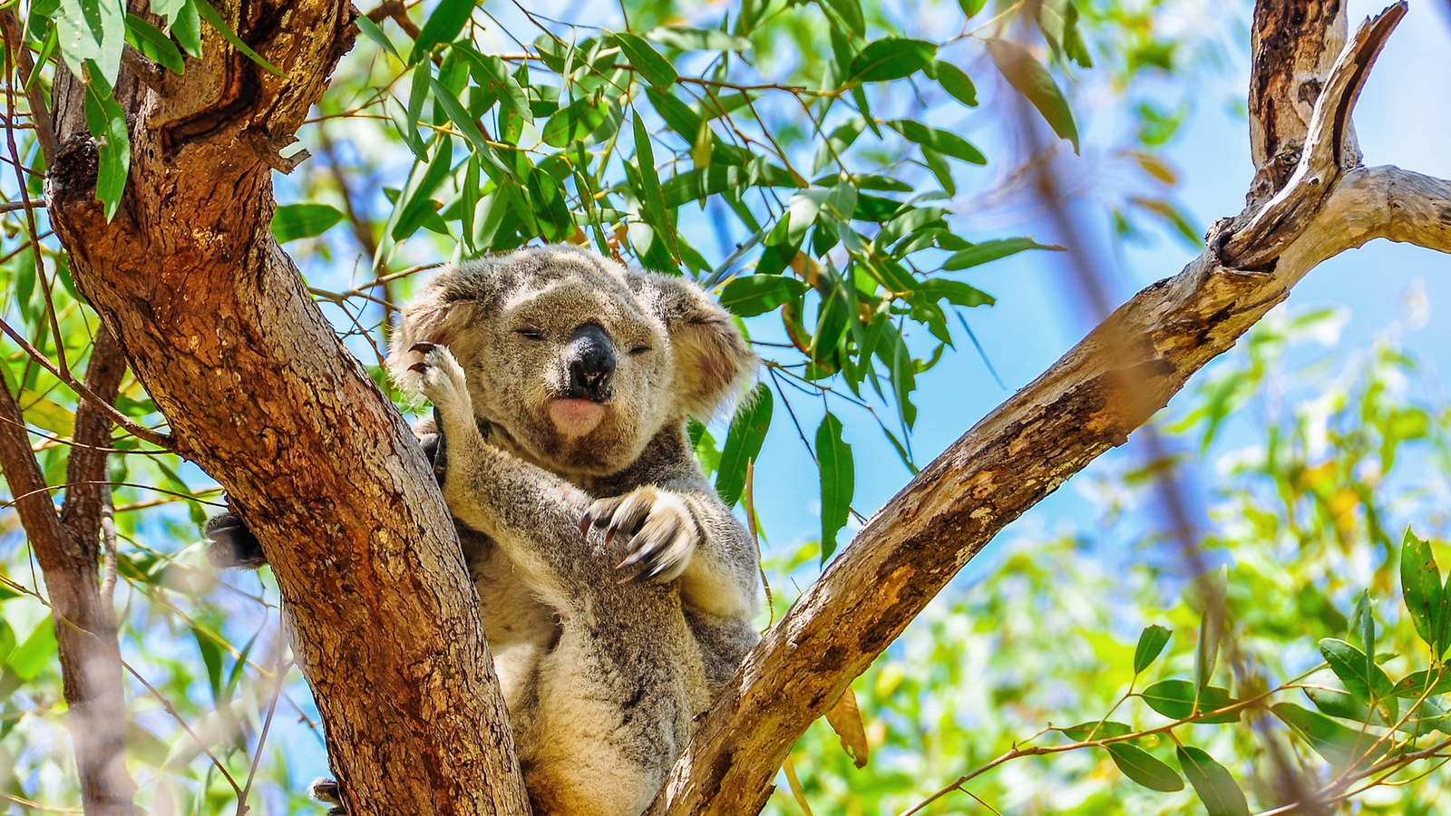 Sovende koala på Magnetic Island