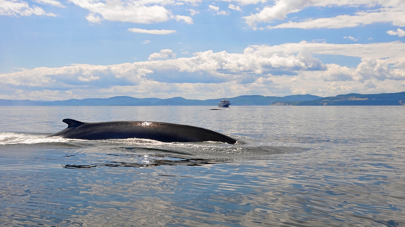 Hval set på hvalsafari fra Tadoussac, Quebec i Canada