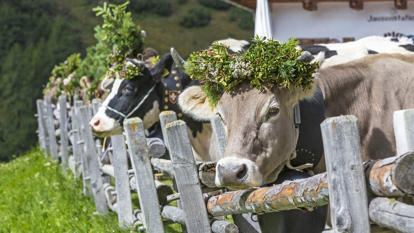 Køer pyntet traditionelt i de østriske alper