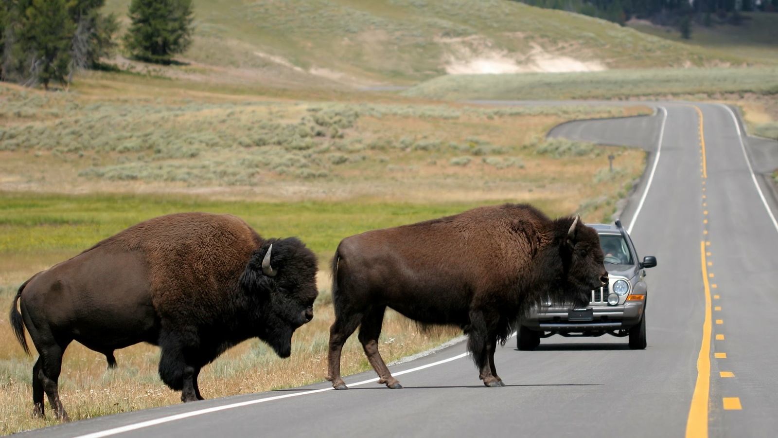 hi_USA_Yellowstone_bison1_2006.jpg hi_USA_Yellowstone_bison1_2006.jpg