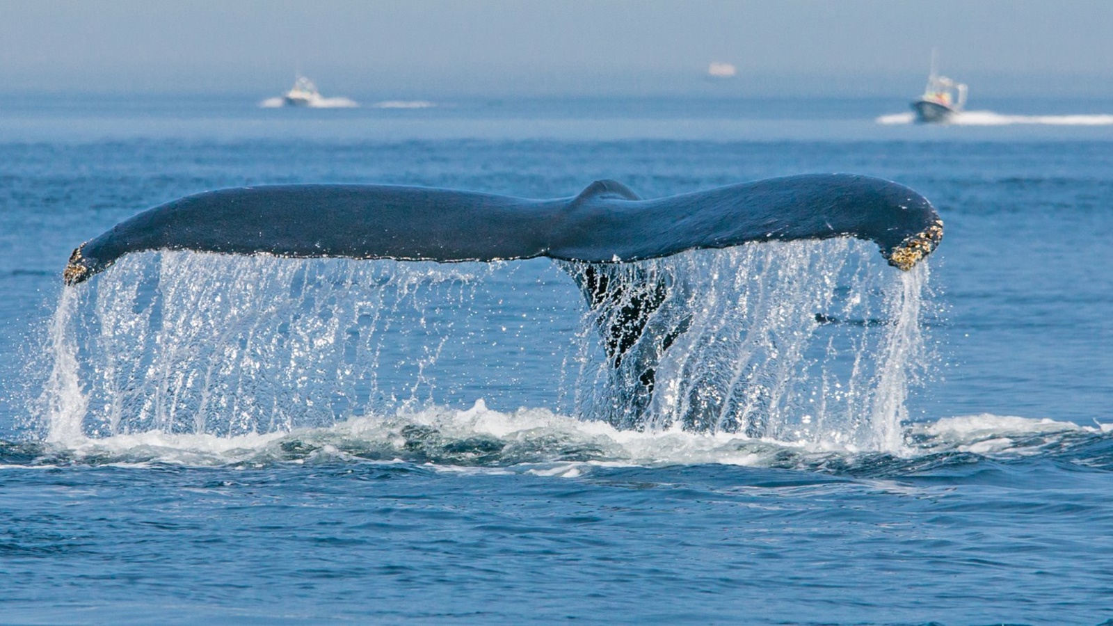 Tadoussac - Whale watching i Canada