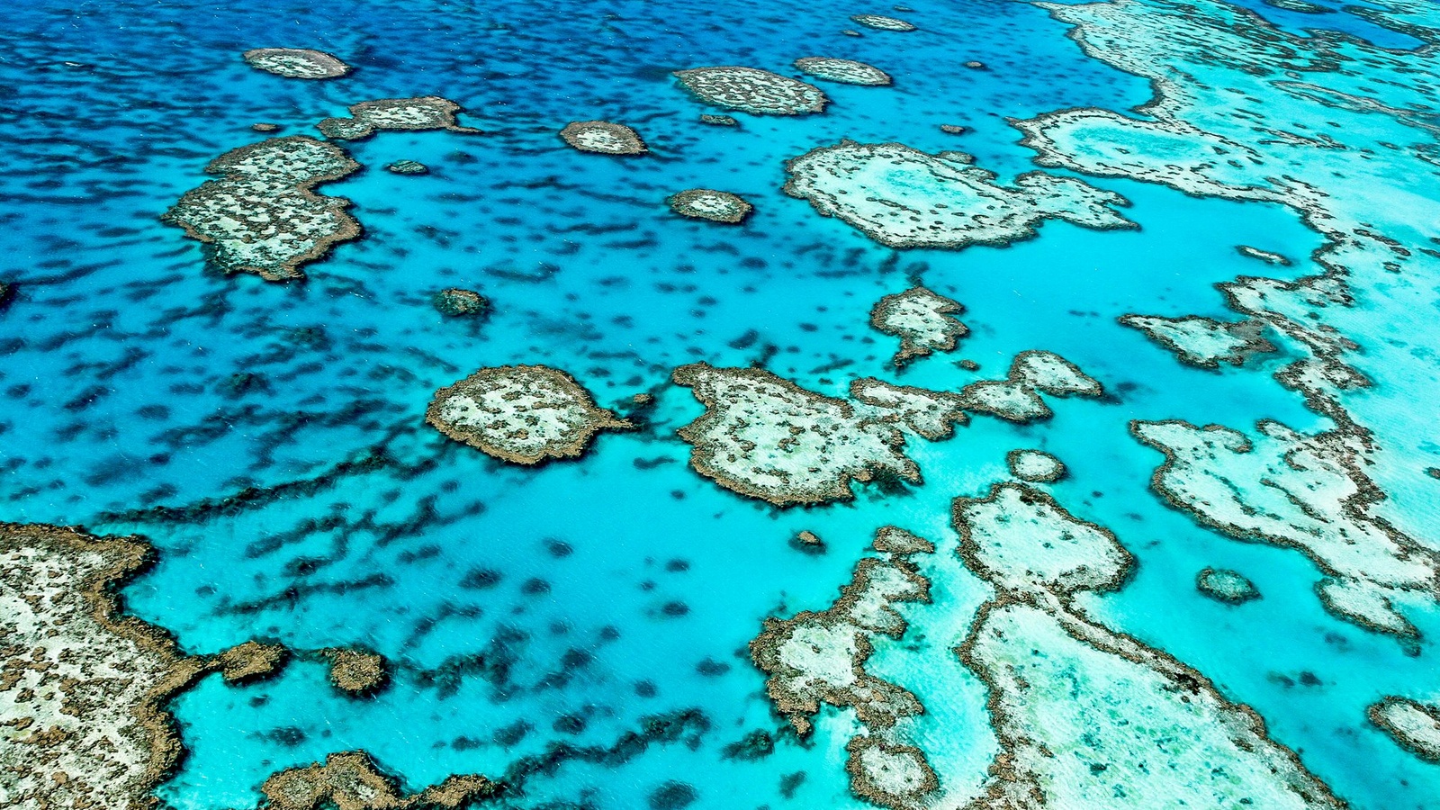 Koralrev - Great Barrier Reef i Australien Koralrev - Great Barrier Reef i Australien