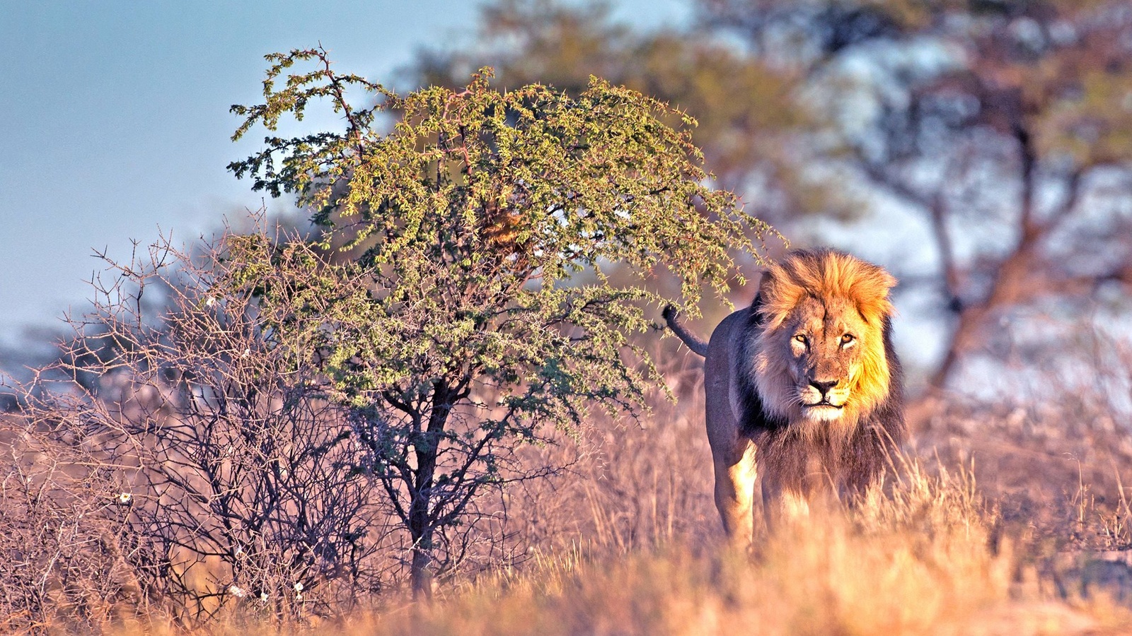 Løve i Krüger National Park
