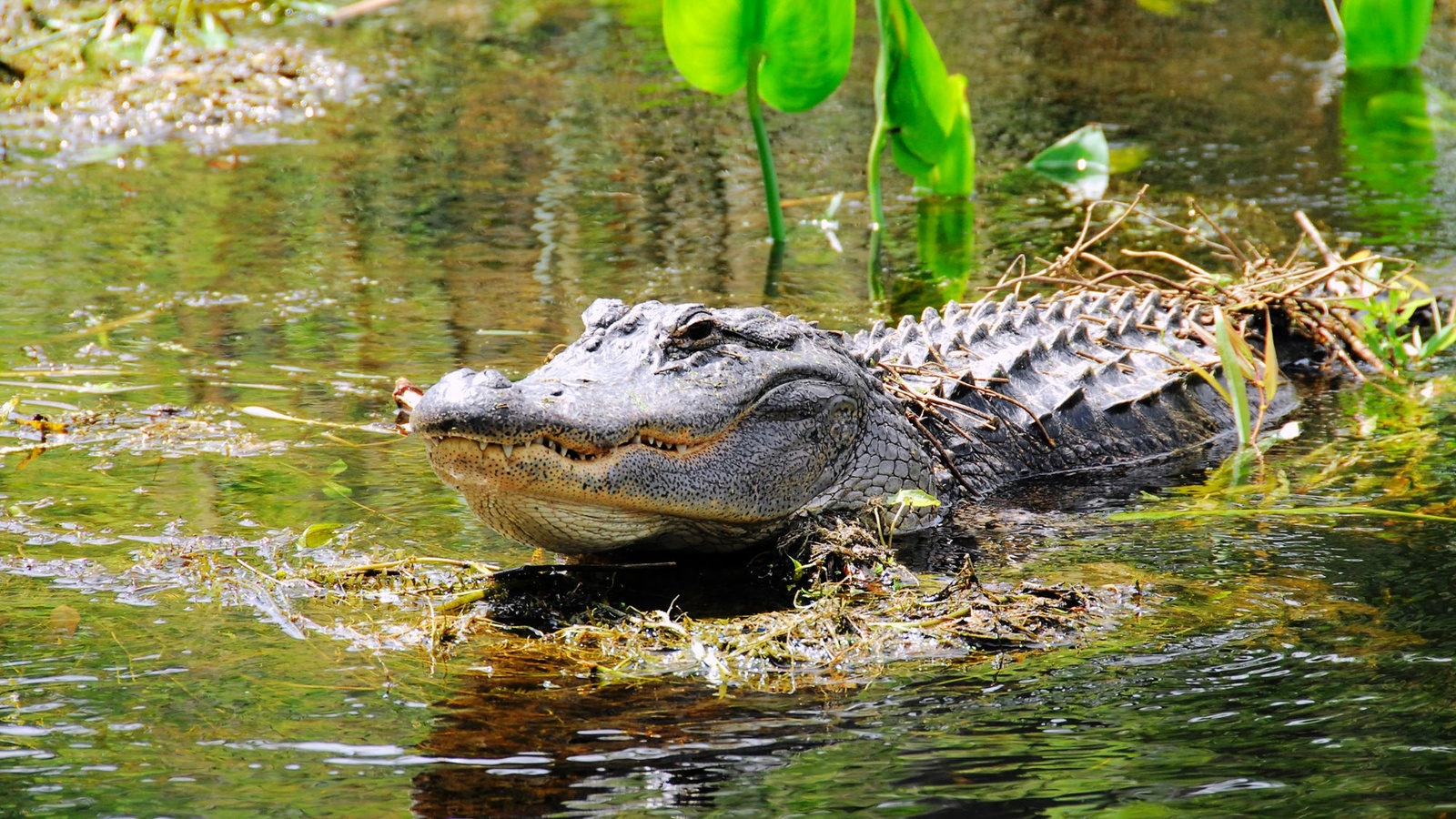Alligator i Florida 09_HI_US_Wakulla-Springs_Alligator.jpg