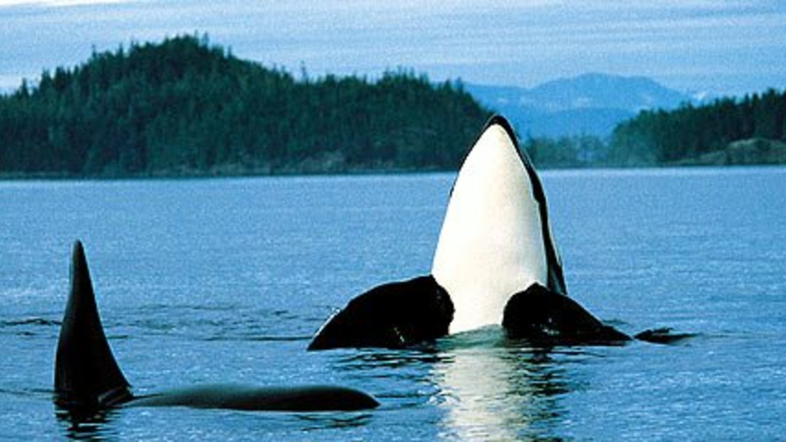 LO_Canada_Vancouver_Island_Top.jpg LO_Canada_Vancouver_Island_Top.jpg