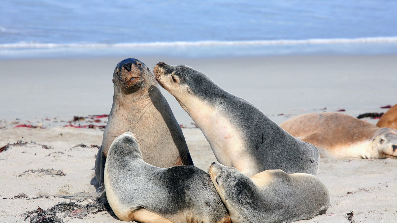 11_HI_AUS_Kangaroo_Island_2.jpg 11_HI_AUS_Kangaroo_Island_2.jpg