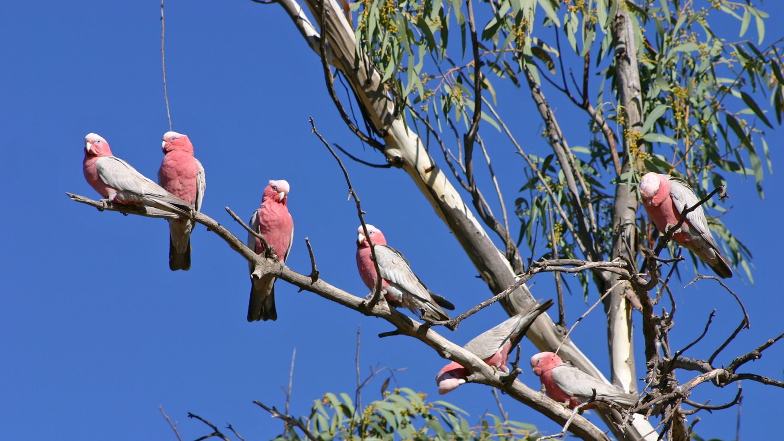 12_HI_AUS_Kakadu_Papagøje_1.jpg 12_HI_AUS_Kakadu_Papagøje_1.jpg