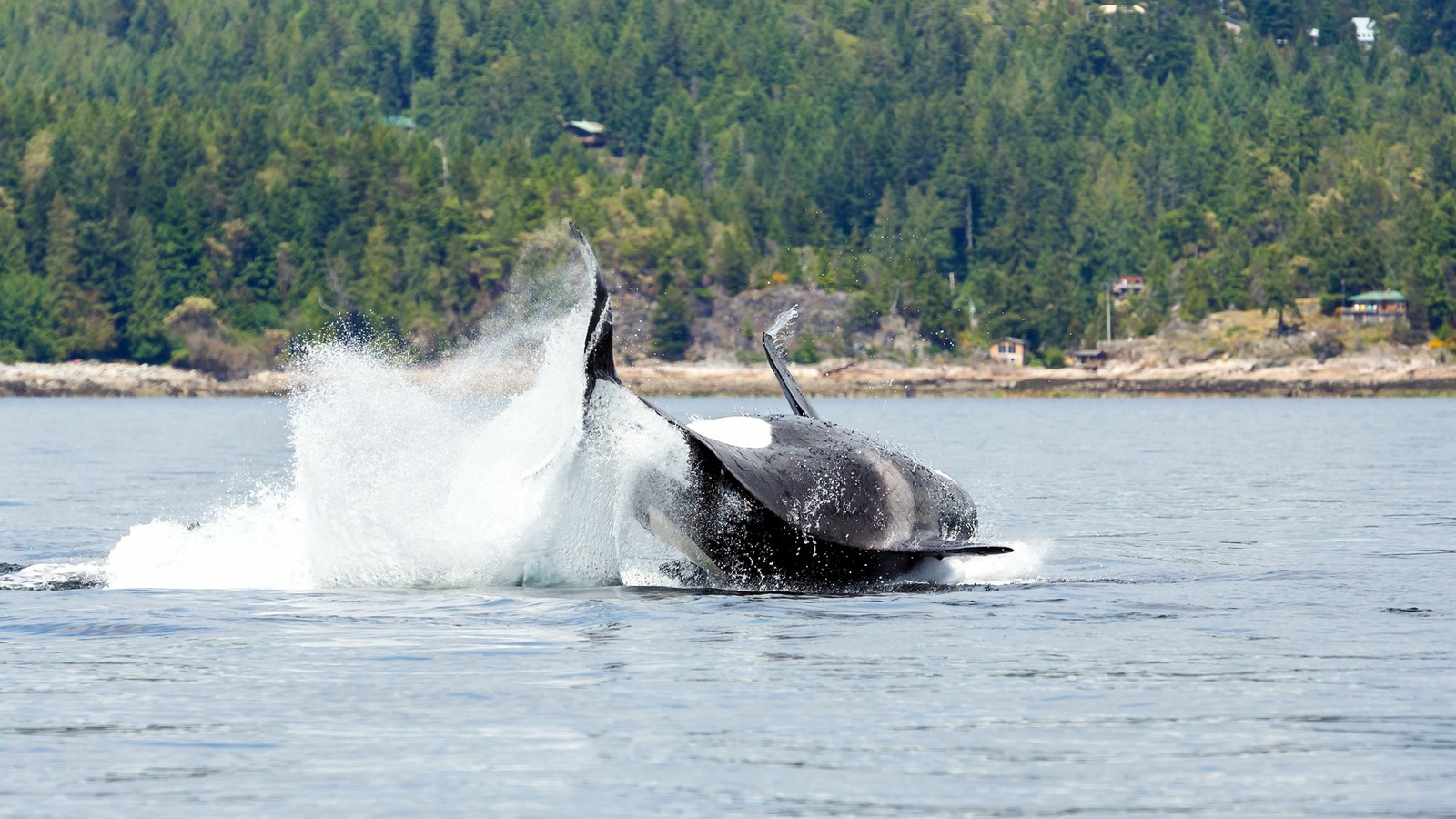 14_HI_Vancouver_Island_Whales_1.jpg 14_HI_Vancouver_Island_Whales_1.jpg