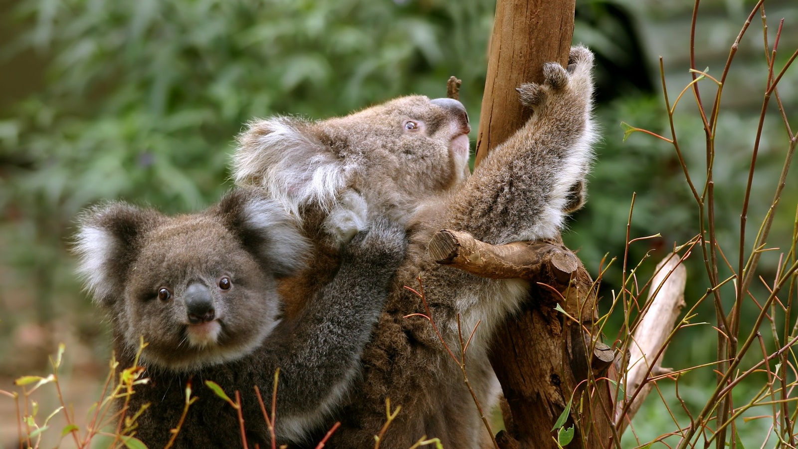 HI_AUS_Koala_02_07.jpg HI_AUS_Koala_02_07.jpg