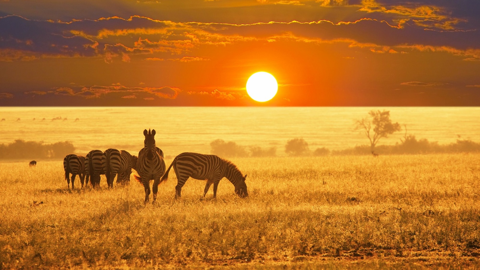14_HI_Sydafrika_Zebra_Solnedgang_1.jpg