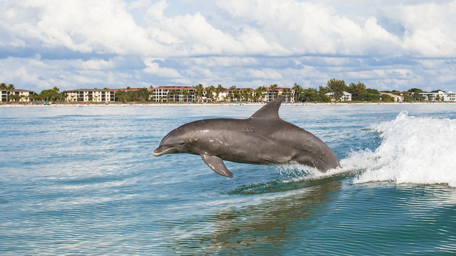 15_HI_Florida_Captiva_Island_Bottlenose_Dolphin_1.jpg