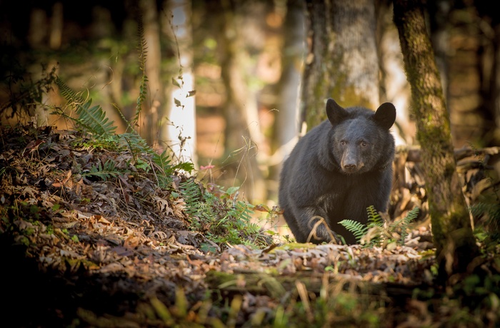 Smoky Mountains Nationalpark - sortbjørn, Østlige USA
