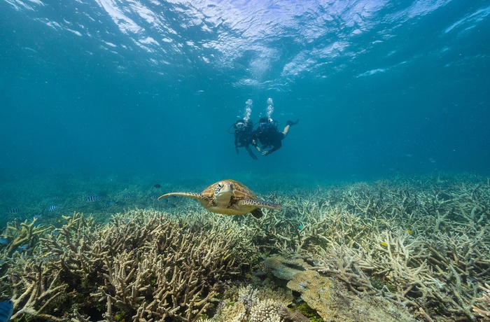 Dykning ved Heron Island, Queensland - Foto og copyright: Tourism and Events Queensland