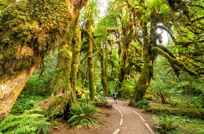 Washington Olympic State National Park Hoh Rain Forest