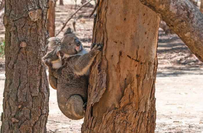 Koala på ved Hanson Bay på Kangaroo Island - South Australia