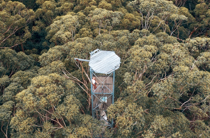 Oppe i The Glouchester Tree ved Pemberton, Western Australia