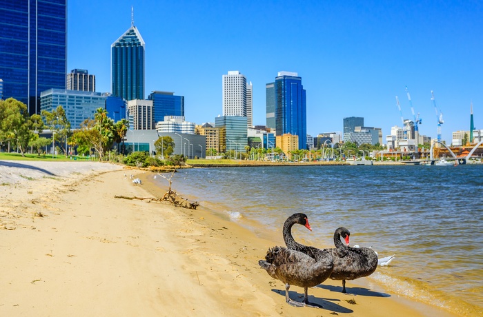 Sorte svaner ved Black Swan River i Perth - Western Australia