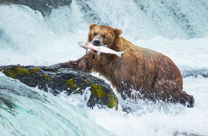 Brun bjørn i Alaska