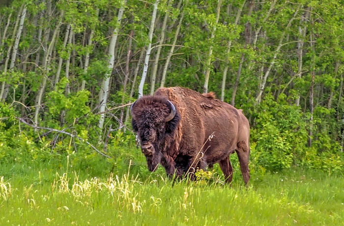 Bison i Elk Island National Park i Alberta, Canada