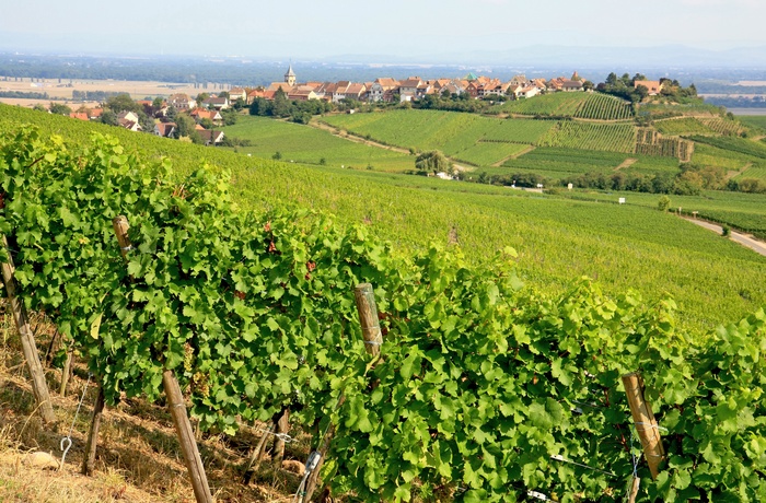 Vinmarker og udsigt til Bergheim, Alsace i Frankrig