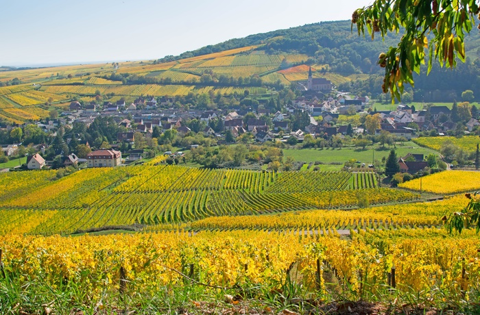 Udsigt til vinmarker der omgiver byen Mittelbergheim i Alsace, Frankrig